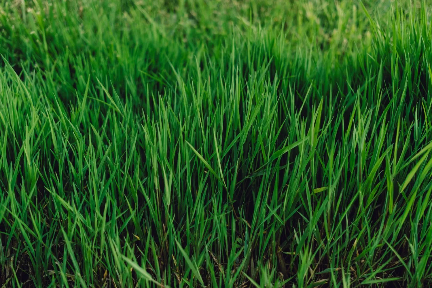 Lush, healthy green lawn cared for by 5 Points Landscaping
